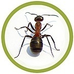Уничтожение тараканов, клопов, муравьев, моли в Зеленограде. 