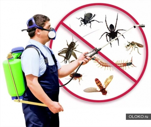 Уничтожение насекомых комплексом сильно- действующих препаратов. 