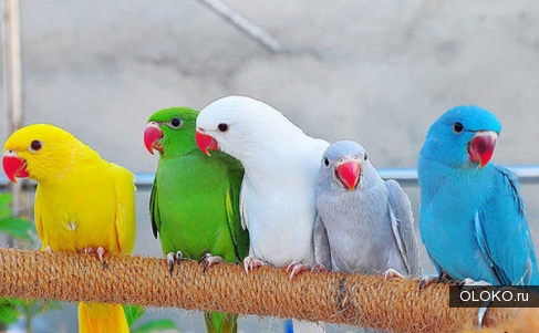 Ожереловые попугаи. 