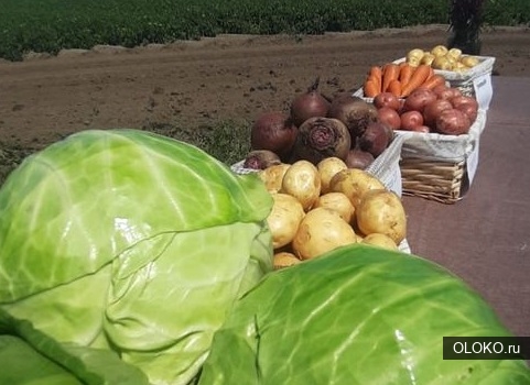 Отборные картошка, морковь, свекла, капуста и другие овощи от поставщика в Алтайском крае. 