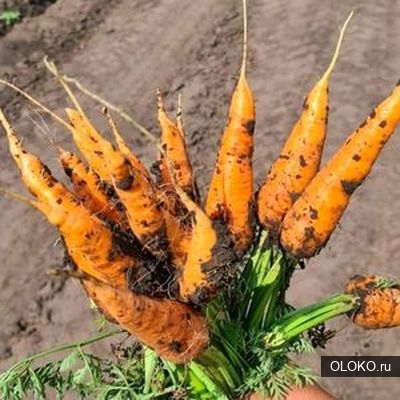 Лучшие сорта моркови мелким и крупным оптом в Барнауле, Новоалтайске и Бийске. 