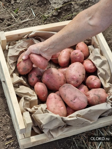 11 сортов отборного картофеля в Барнауле от поставщика. 